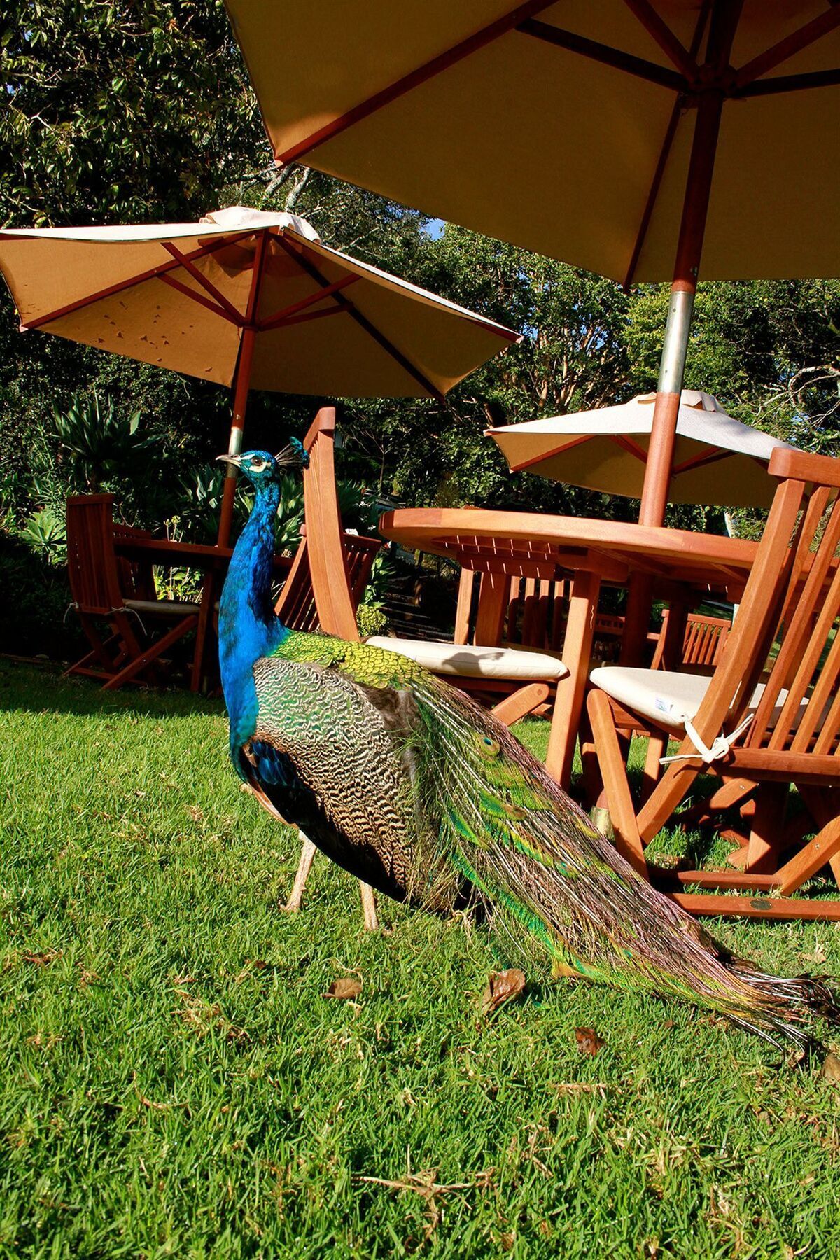 The Aberdare Country Club Otel Mweiga Dış mekan fotoğraf